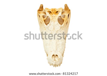 Freshwater crocodile skull isolated on the white with clipping path.