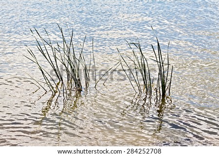 Similar – Image, Stock Photo reed Water Reflection