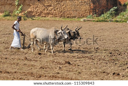KHAJURAHO, INDIA - NOV 26: Farmer plowing his field on November 26, 2009 in Khajuraho, India. In many parts of India, people use the old, traditional methods using animals rather than machines.