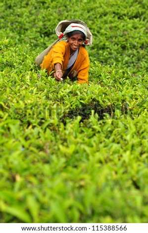 NUWARA ELIYA, SRI LANKA - MAY 26:  Woman from Sri Lanka picks in tea leaves on tea plantation on May 26, 2012 in Nuwara Eliya, Sri Lanka. Ceylon is one of the largest producers of tea.