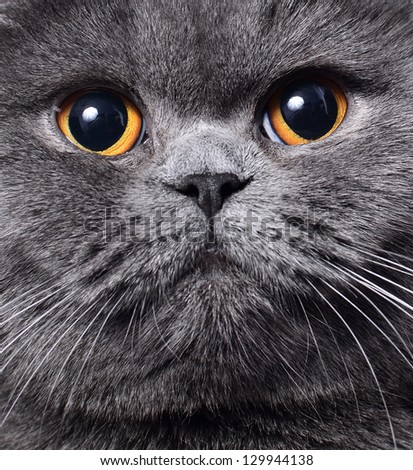British cat - closeup on face.
