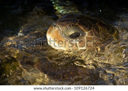 Sea turtle breathing above water, Caribbean