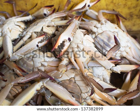Close up of blue flower crab in a fish market in Thailand