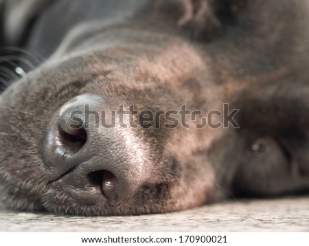 a close up of a sick dog nose