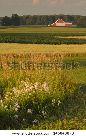 Crop Contrasts: Three crops (hay, oats and corn) all show off there own distinctive colors. The red barn in the background shows off its colors in contrast to the crop colors.