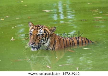 tiger swimming in the wild