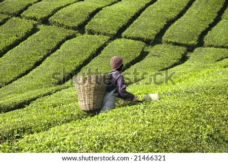 farmer harvesting tea leaves