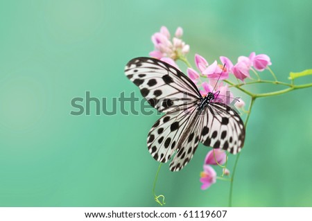 butterfly with natural green background