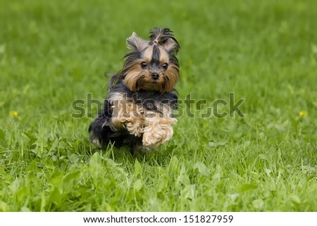 Running Yorkshire Terrier
