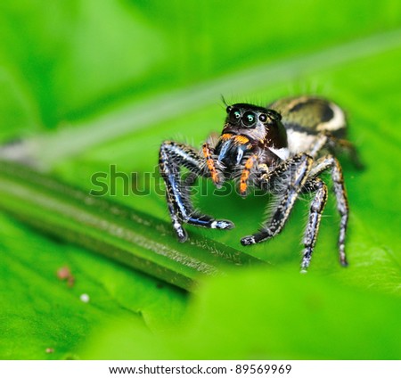 Jumping Spider. A close up of a jumping spider.