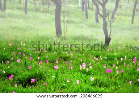 Misty forest with Siam Tulip flowers on the ground