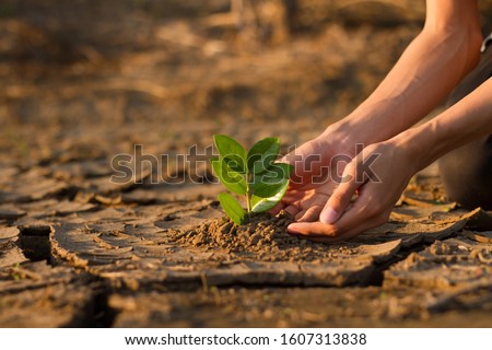 Hand of young children or teenager planting a tree on dry cracked land to recovery a nature to green again, Climate change crisis solution, Volunteer and Environment conservation concept. Foto stock © 