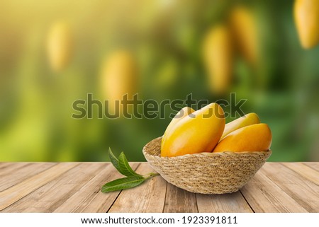 Tropical mango fruit in basket with leaf on wooden table with mango garden on background