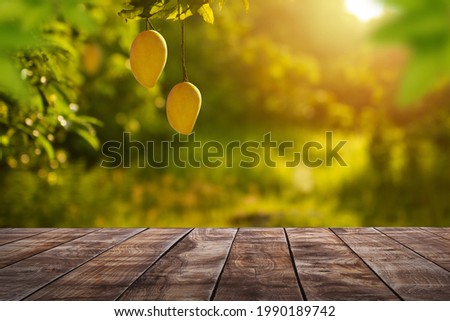 Ripe Mango tropical fruit hanging on tree with rustic wooden table and sunset at organic farm
