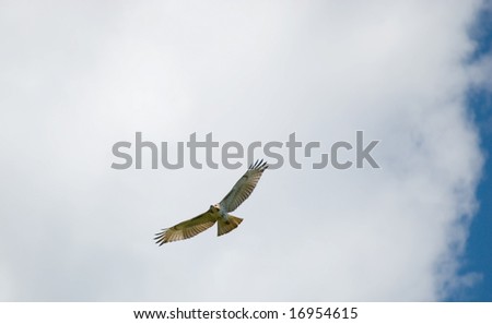 Red-tail hawk soaring beneath the clouds