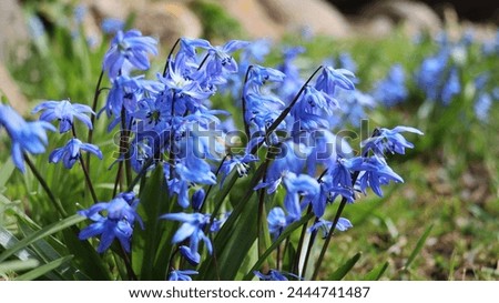 Similar – Image, Stock Photo scilla Meadow Flower