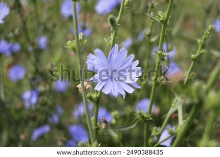 Foto Bild Wegwarte, Cichorium intybus, ist eine Wild- und Heilpflanze mit blauen Blueten. Die Blueten sind essbar. Chicory, Cichorium intybus, is a wild and medicinal plant with blue flowers. The flowers are edible.