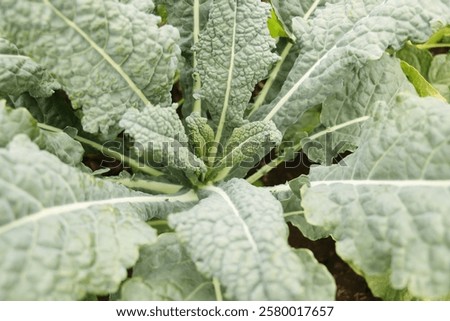 Similar – Image, Stock Photo Organic cabbage in winter in the field in Brandenburg II