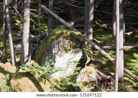 A large mossy boulder on a hillside of densely growing trees with several dead trees laying on the ground. Glacier National Park, Montana