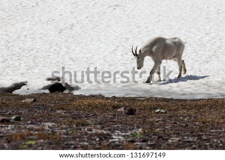 A wild mountain goat walking from a snow covered hill to wet ground with rocks in Glacier National Park, Montana.