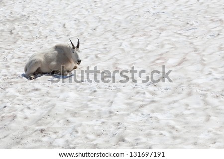 A smiling white wild mountain goat resting on a blanket of dirty snow in Glacier National Park, Montana.