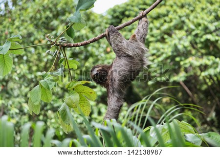 A three toed sloth hanging by three legs on a branch of a tropical plant with one arm hanging down and looking at the camera.