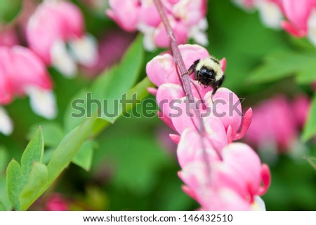 The face of a black and yellow bumble bee sitting on top of a row of pink bleeding hearts flowers with a blurred background.