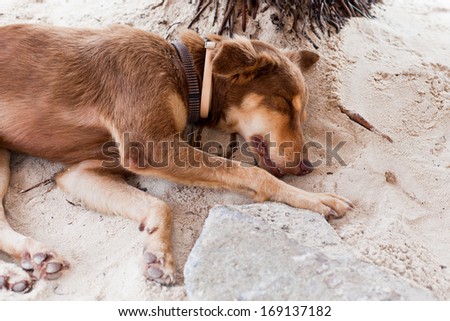 A young dog, tired from morning play, sleeps under a palm tree and next to a rock on a beach in San Pedro, Belize. Her owner sells jewelry on the beach.