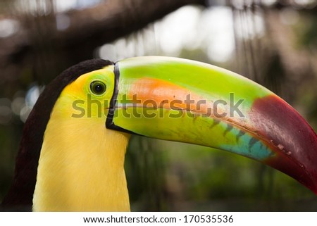 A close up profile of a toucan showing amazing beak detail and colors in the jungle of Belize.