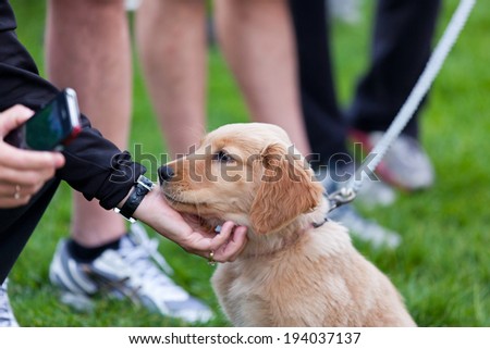 A woman takes a break from her cell phone to reach down and pet an adorable golden retriever puppy in the park.