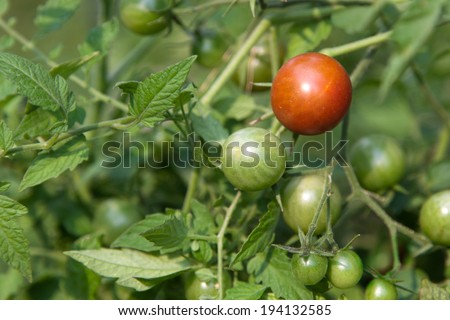 One red ripe cherry tomato growing on a vine with little green tomatoes in a backyard garden.
