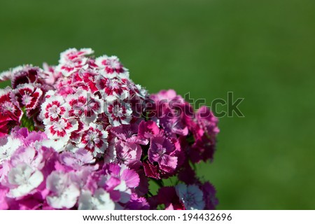 A bouquet of sweet william flowers in various shades of pinks against a green background.