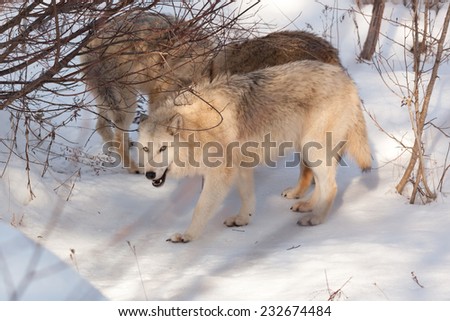 Three wolves playing together stop to eat some snow to quench their thirst in the winter  forest.