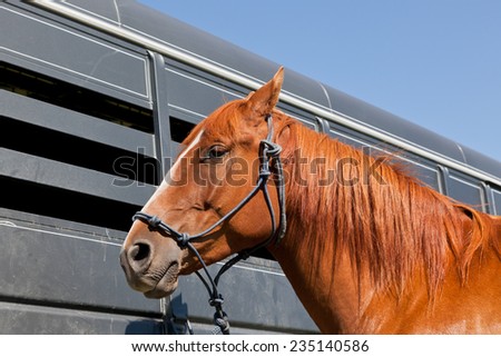 A close up of a reddish brown horse tied with a blue rope halter to a horse trailer.