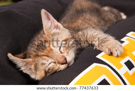 After playing with its litter mates, a cute and fuzzy baby kitten takes a nap on its new mommy\'s lap.