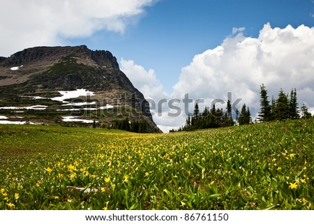 A spring like meadow of yellow flowers and bright green grass lead to evergreen trees and a large mountain with snow patches in Glacier National Park in August.