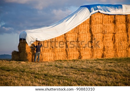 A young man secures a tarp over giant hay bails lit from the side by the late afternoon sun with a storm cloud moving in behind.