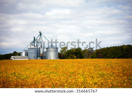 Farm silos storage towers in yellow crops landscape view