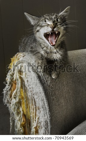 Kitten seemingly laughs over a cat scratched damaged sofa.