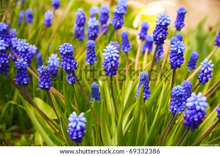 Blue flowers Muscari or murine hyacinth buds and leaves. Viper bow