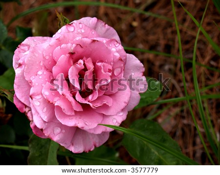 Light pink with dark pink edge rose in the garden with water droplets