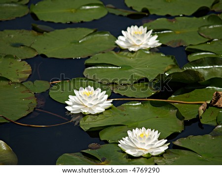 Three white water lilies and many lily pads float along the top of a marsh in Ohio