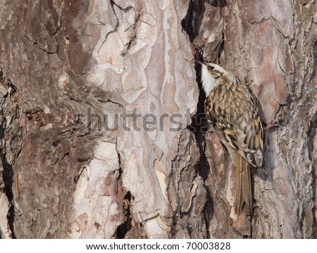 An Eurasian Treecreeper (Certhia familiaris) searching for food in a slit of the bark. A good example of homochromy.