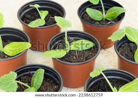 Similar – Image, Stock Photo Zucchini seedlings on a pink garden table, rosemary is in bloom, garden tools are ready for use