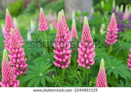 Similar – Image, Stock Photo lupin in flower Lupin