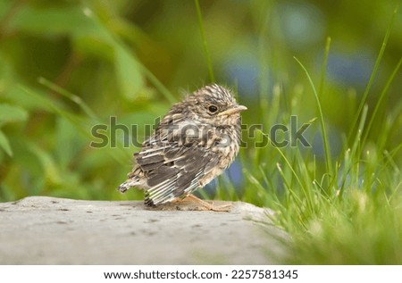 Similar – Image, Stock Photo Spotted Flycatcher Portrait