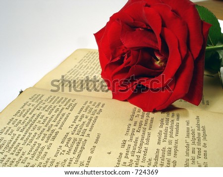 red rose on the book