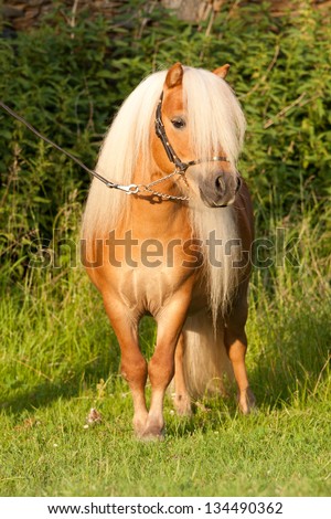 Portrait of beautiful minishetland stallion