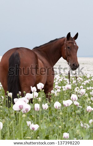 Portrait of nice brown horse in the poppy field