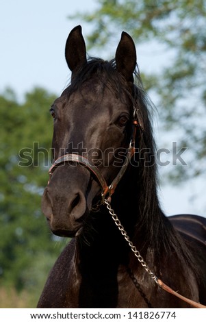 Beautiful American Quarter horse stallion posing